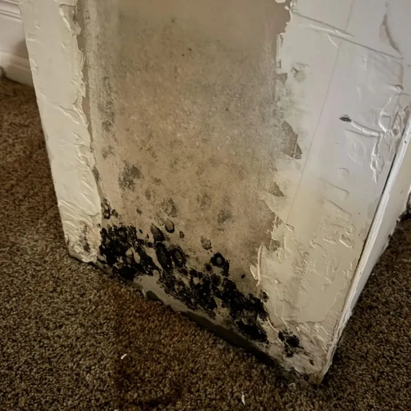 Professional Mold Removal in Webster Springs, WV